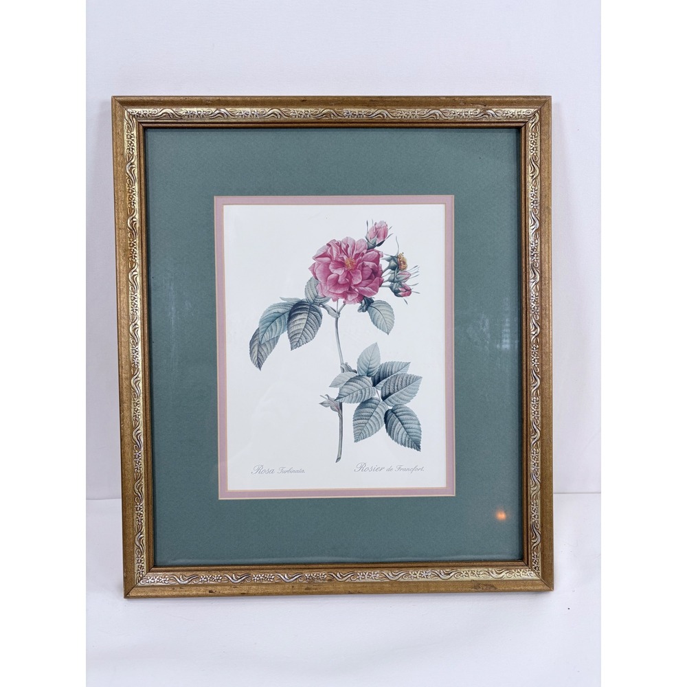 Vintage Framed French Botanical Rose Print P.J Redoute Rosa Turbinata 15.5x13.25